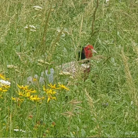Seuls En Pleine Nature - Gite La Cote Blanche Puygaillard-de-Quercy Buitenkant foto