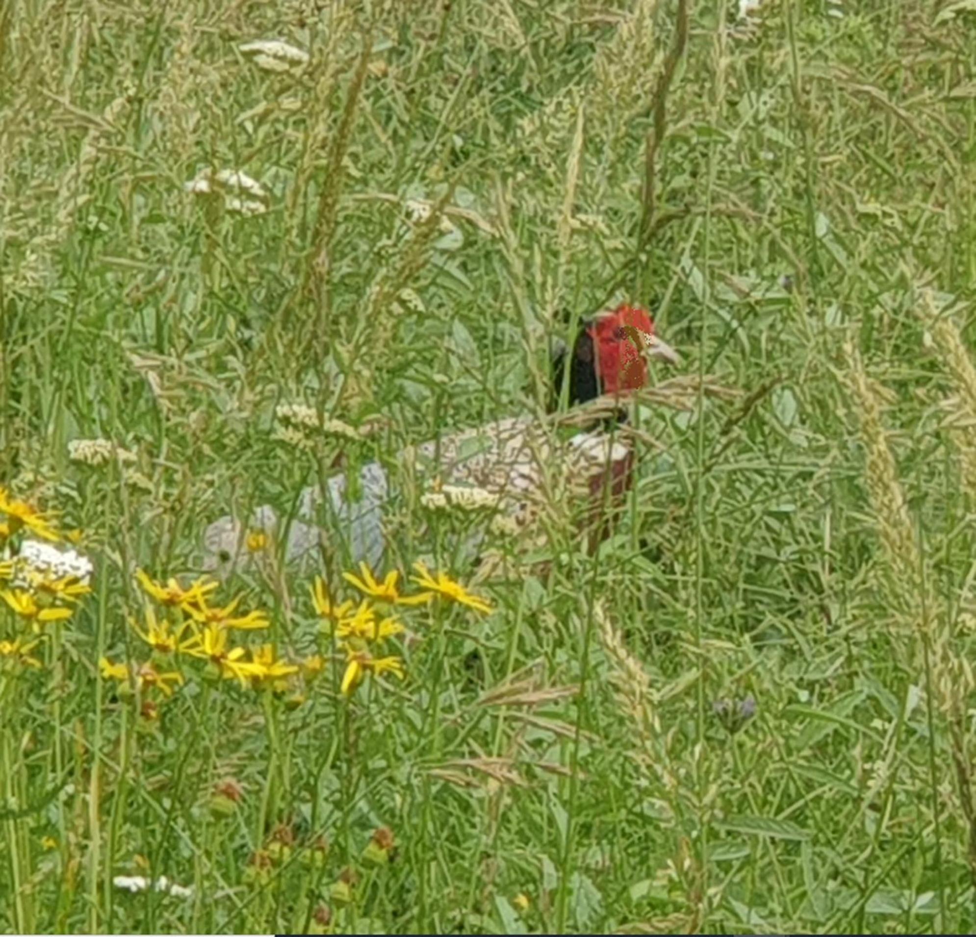 Seuls En Pleine Nature - La Cote Blanche Holiday home Puygaillard-de-Quercy